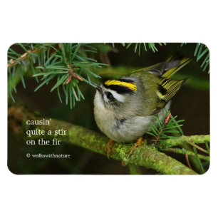 Magnet Flexible Cute Kinglet Songbird Causes Stir in the Fir