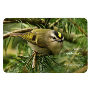 Magnet Flexible Cute Kinglet Songbird Causes Stir in the Fir