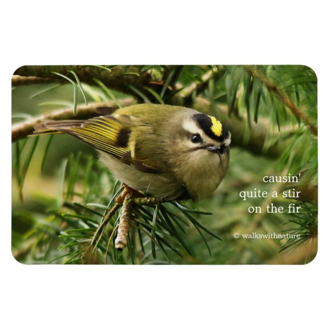 Magnet Flexible Cute Kinglet Songbird Causes Stir in the Fir (Horizontal)