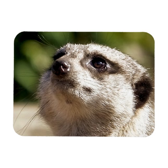 MAGNET FLEXIBLE CUTE MEERKAT (Horizontal)