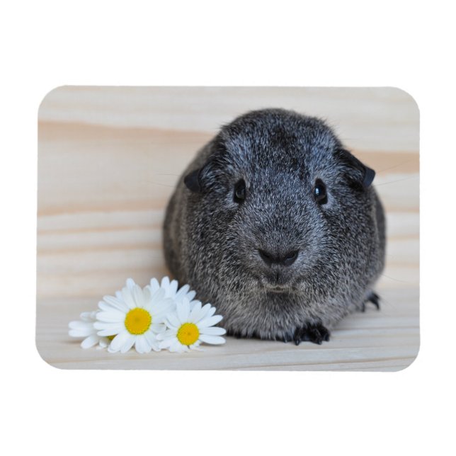Magnet Flexible Cute Smooth, Argent Agouti Guinée Pig et marguerit (Horizontal)