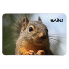 Cute Squirrel Souriant Closeup Photo