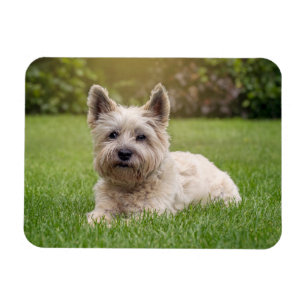 Magnet Flexible Cutest Baby Animals   Cairn Terrier Dog