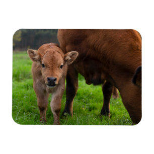 Magnet Flexible Cutest Baby Animals   Cow & Calf