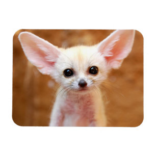 Magnet Flexible Cutest Baby Animals Fennec Fox