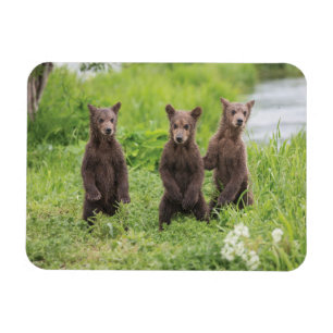 Magnet Flexible Cutest Baby Animals   Kamchatka Brown Bear Cubs