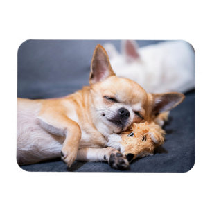 Magnet Flexible Cutest Baby Animals   Red-haired Chihuahua Dog