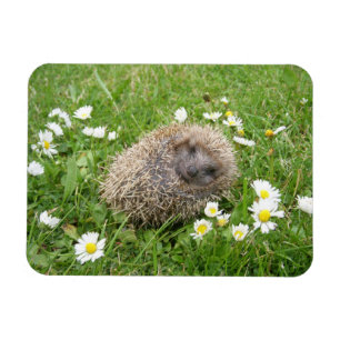 Magnet Flexible Cutest Baby Animals   Spanish Hedgehog