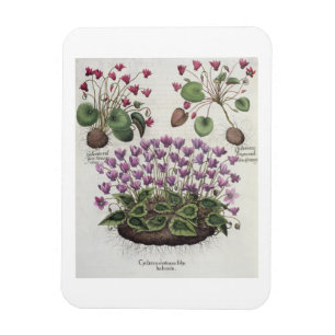 Magnet Flexible Cyclamen : hederaceis de foliis du serotinum