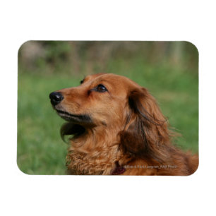 Magnet Flexible Dachshund miniature à cheveux longs 2