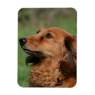 Magnet Flexible Dachshund miniature à cheveux longs 2