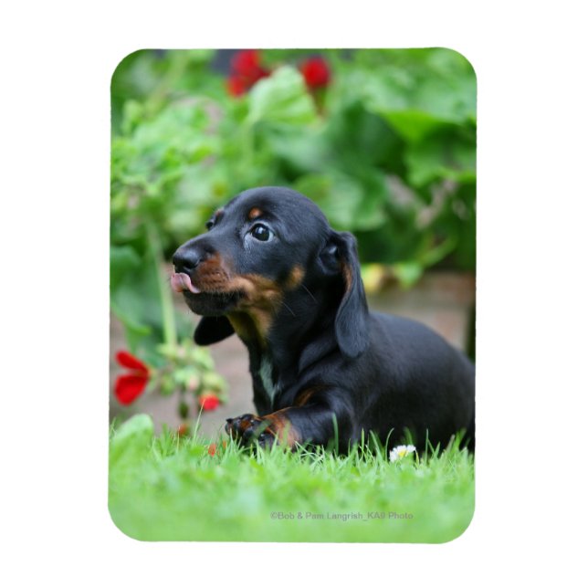 Magnet Flexible Dachshund miniature à poil lisse 1 (Vertical)