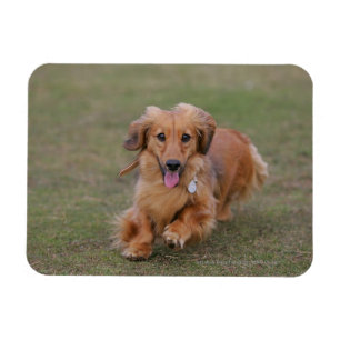Magnet Flexible Dachshund Miniture en cours d'exécution