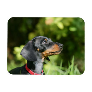 Magnet Flexible Dachshund noir et tan Miniture 3