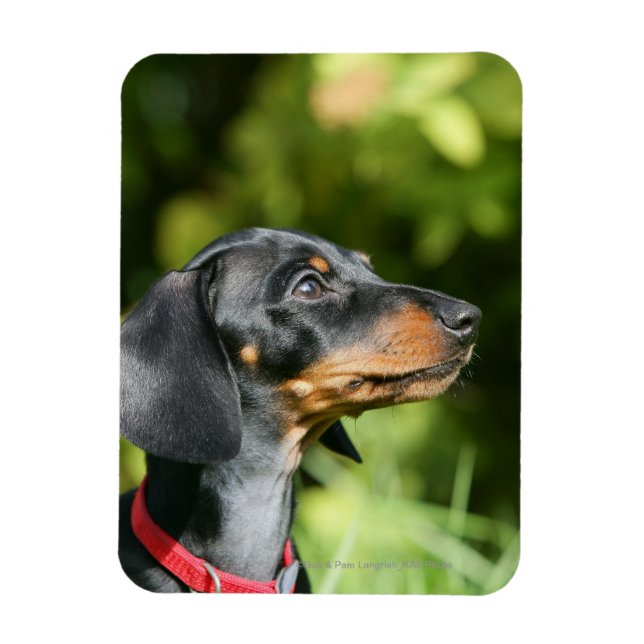 Magnet Flexible Dachshund noir et tan Miniture 3 (Vertical)