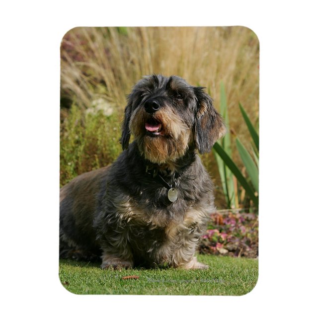 Magnet Flexible Dachshund standard à poils de fil (Vertical)