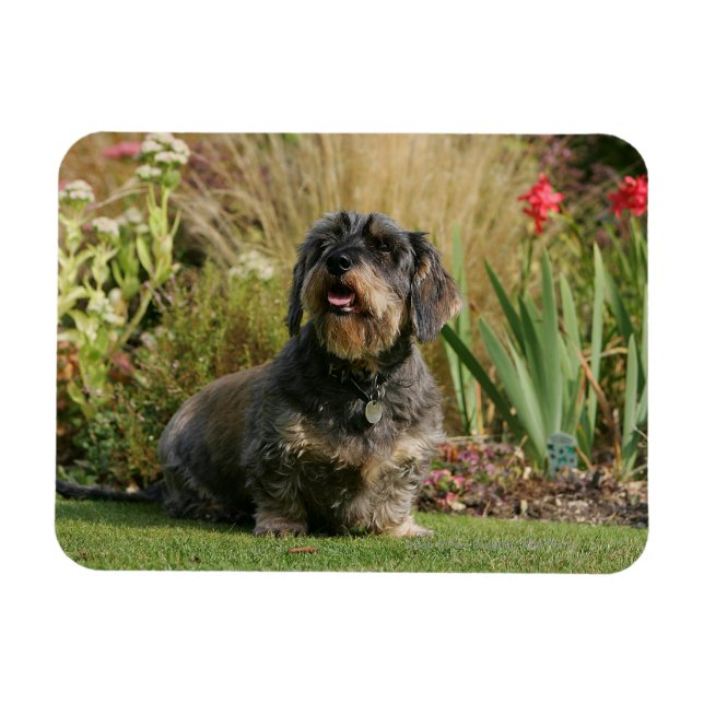Magnet Flexible Dachshund standard à poils de fil (Horizontal)