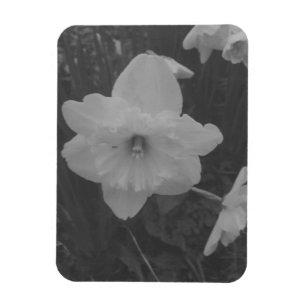 Magnet Flexible Daffodile sauvage