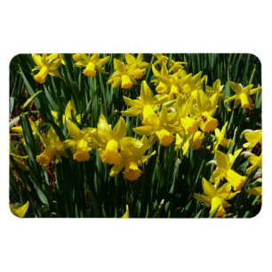 Magnet Flexible Daffodiles Jaunes I Fleurs De Printemps Cheveux