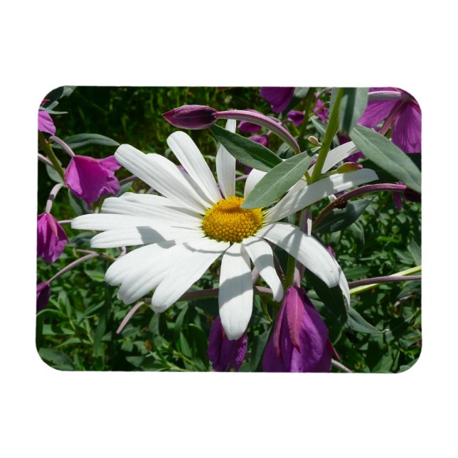 Magnet Flexible Daisy and Fireweed Wildflower (Horizontal)