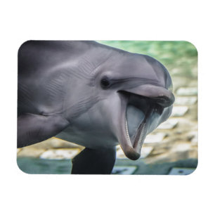 Magnet Flexible Dauphin des images   de Getty