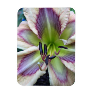 Magnet Flexible Daylily, 'libellule Dawn