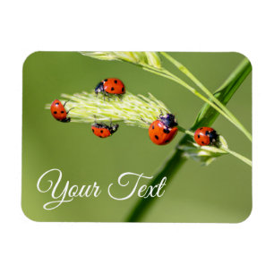 Magnet Flexible De mignons petits coccinelles donnent chance et fo