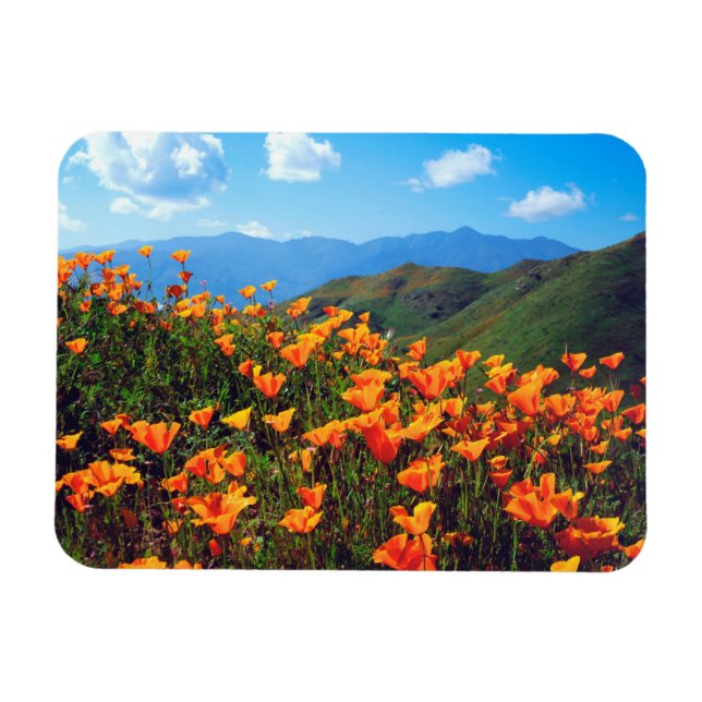 Magnet Flexible Des pavots de Californie recouvrent une colline (Horizontal)