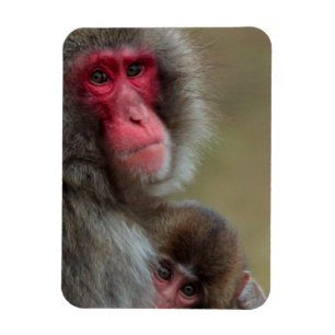 Magnet flexible des singes macaques japonais