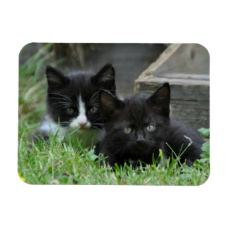 Magnet Flexible Deux chatons côte à côte