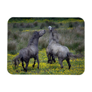 Magnet Flexible Deux chevaux Buck and Play