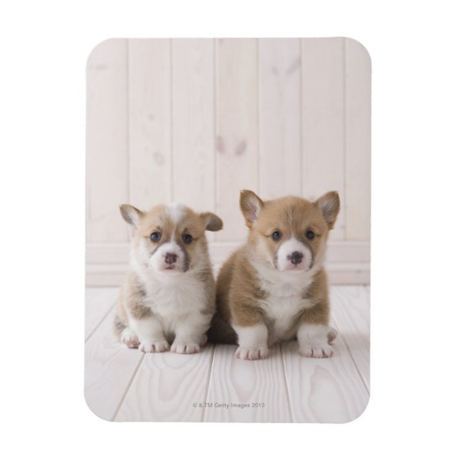 Magnet Flexible Deux Corgi gallois assis (Vertical)