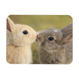 Magnet Flexible Deux lapins baiser aimant rectangle