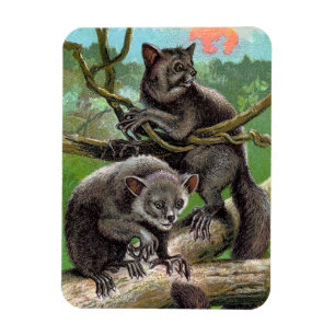 Magnet Flexible Deux Oui-Ayes dans un arbre dans le cru du