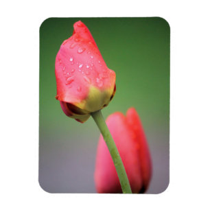 Magnet Flexible Deux tulipes roses