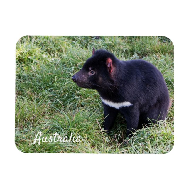 Magnet Flexible Diable de Tasmanie, Tasmanie, Australie (Horizontal)