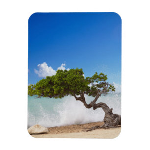 Magnet Flexible Divi Divi Tree, Eagle Beach, Aruba, Caraïbes