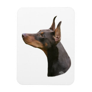 Magnet Flexible Doberman Pinscher - aimant à tête rouge/brun
