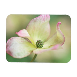 Magnet Flexible Dogwood Blossom   Cornus Kousa 'Miss Satomi'