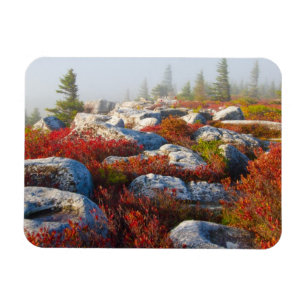 Magnet Flexible Dolly Sods Wilderness Tombe Pittoresque Avec Fog