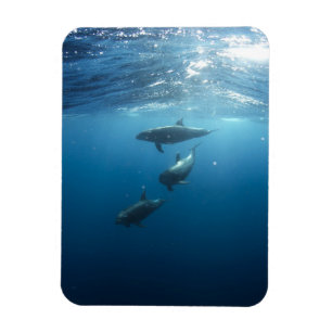 Magnet Flexible Dolphin Family