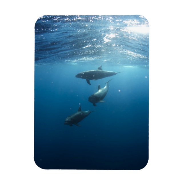 Magnet Flexible Dolphin Family (Vertical)