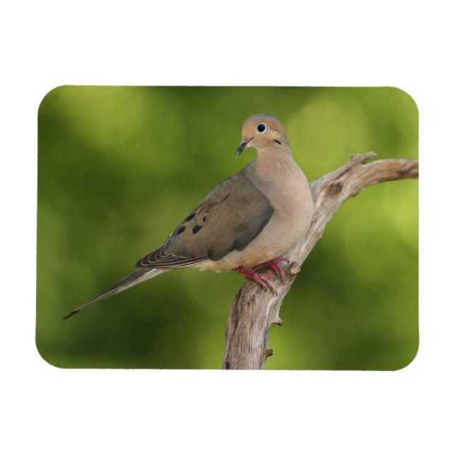 Magnet Flexible Dove de deuil, Zenaida macroura (Horizontal)