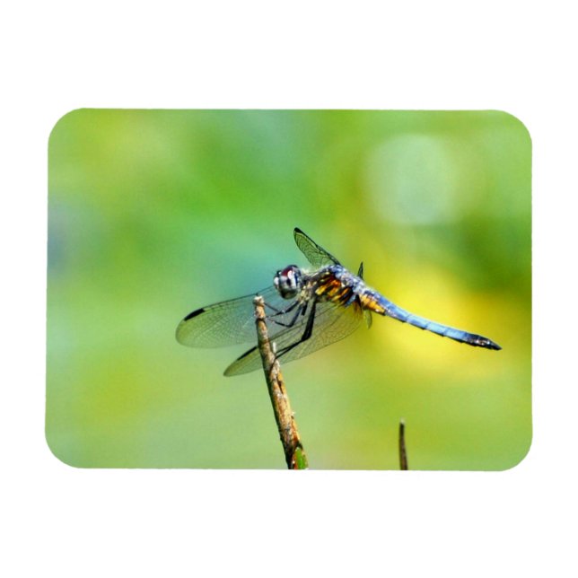 Magnet Flexible Dragonfly Accrochez-vous ! (Horizontal)