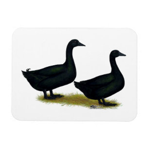 Magnet Flexible Ducks:  Black Cayugas