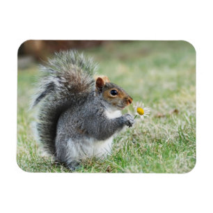 Magnet Flexible Écureuil de sourire avec la marguerite