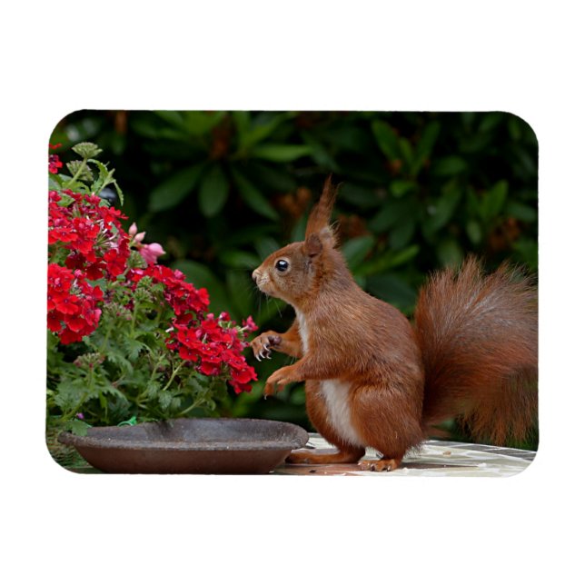 Magnet Flexible Écureuil rouge et blanc avec Fleur rouge Bush (Horizontal)