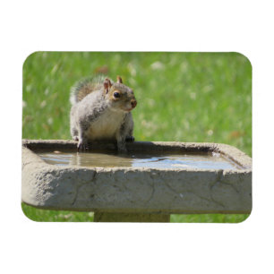Magnet Flexible Écureuil soif sur le aimant de bain d'oiseaux