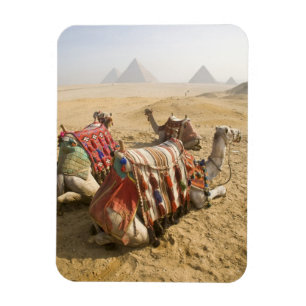Magnet Flexible Egypte, Le Caire. Repose des chameaux