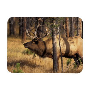 Magnet Flexible élan, Cervus elaphus, taureau bugles dans un brûlé